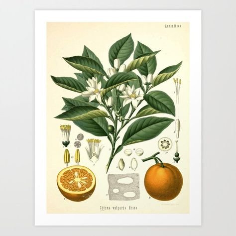 Постер Даринчи