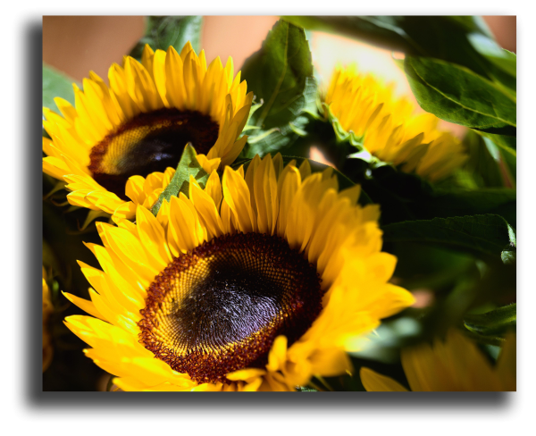 Подсолнух картина на стену