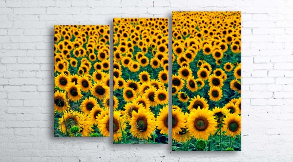 Постеры для интерьера с подсолнухами