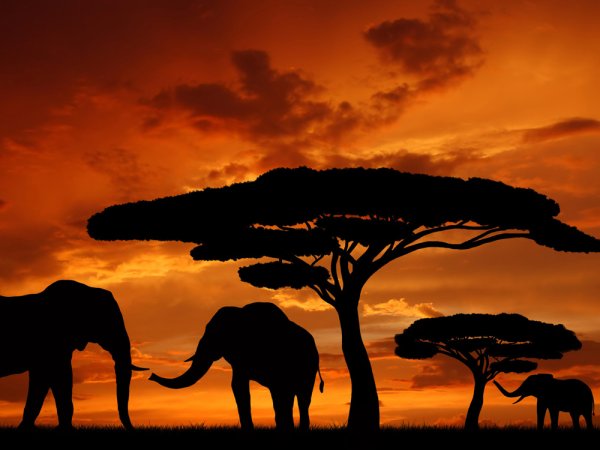 Дизайнерские картины