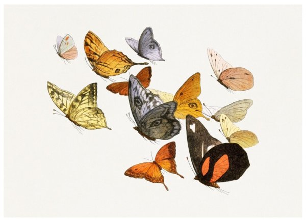 Постер бабочки
