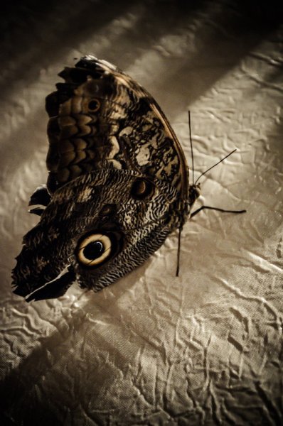 Бабочка Готика