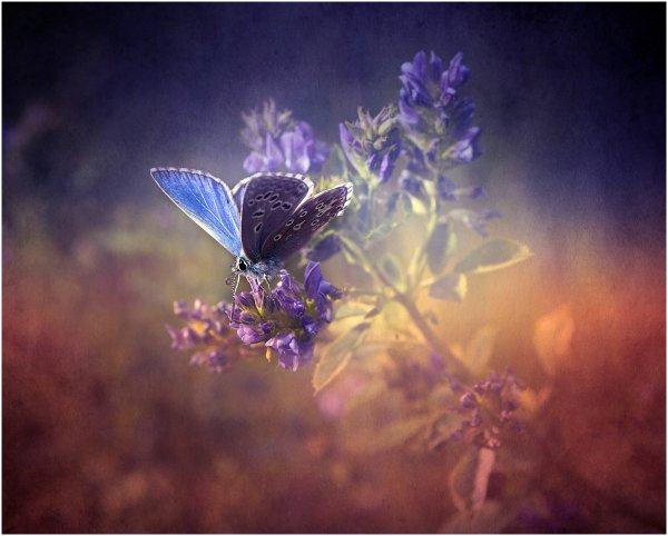 Бабочка голубянка Филипьева