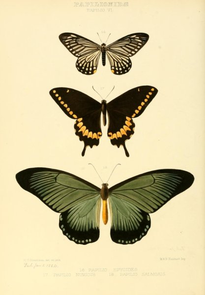 Плакат бабочки здравницы слова текст
