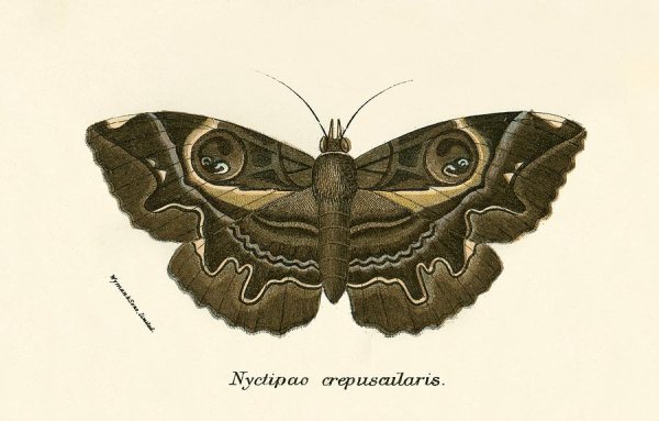 Riley l. "the Butterfly Room"