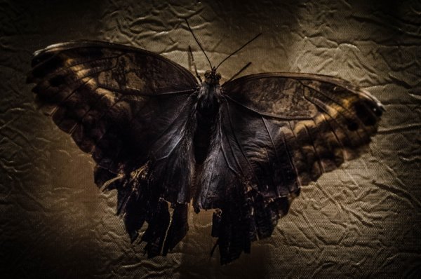 Бабочки Эстетика