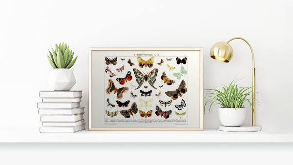 Постеры бабочка 1 купить