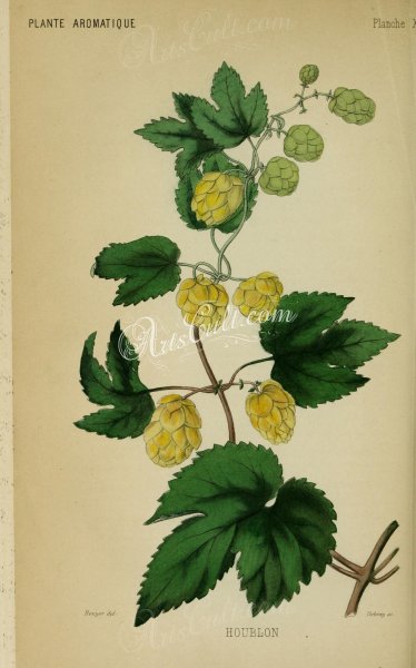 Хмель обыкновенный Ботаническая иллюстрация