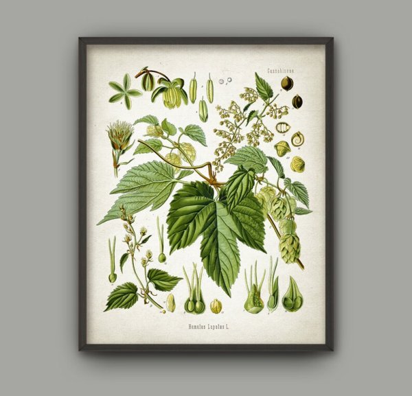 Хмель в живописи