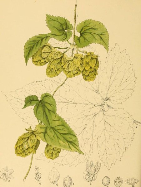 Хмель обыкновенный гербарий