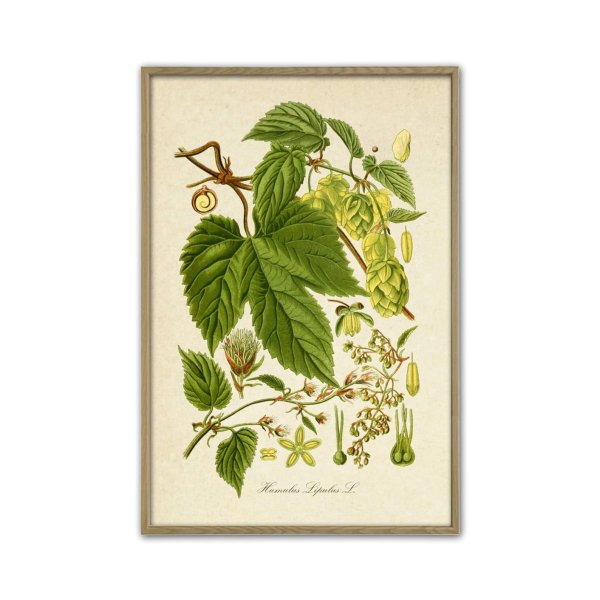 Хмель гравюра