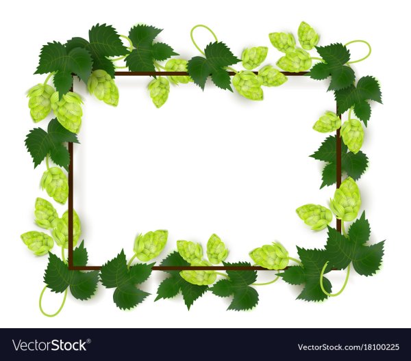 Презентация пива