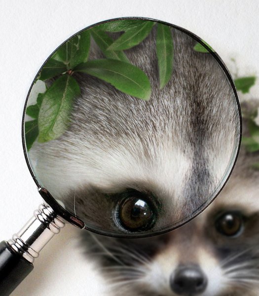 Тресмариасский енот Постер