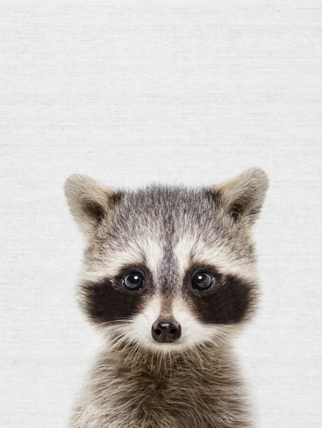 Енот с плакатом