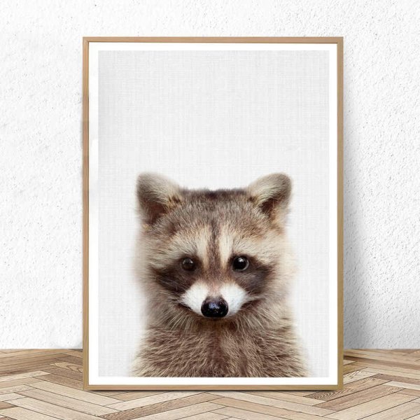 Картина Постер енот