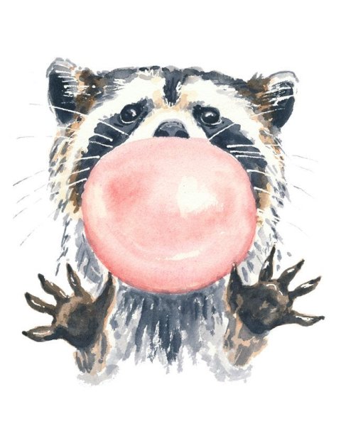 Милые енот полоскун