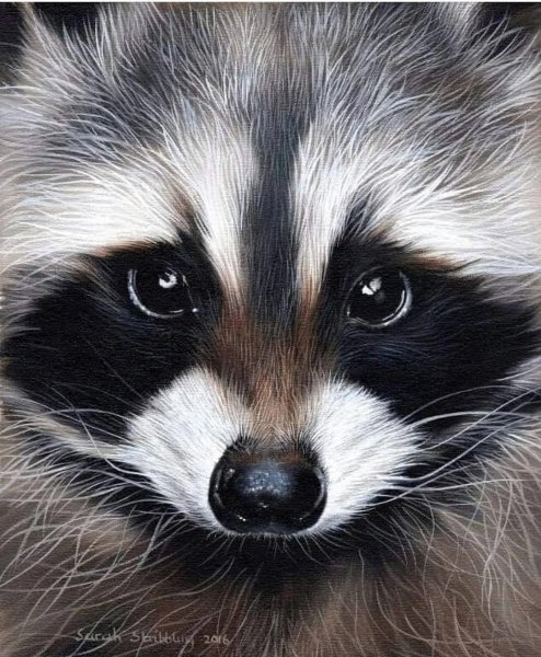 Фото енота Постер