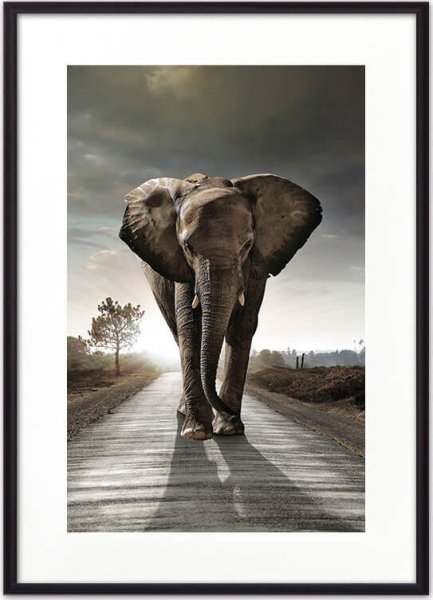 Слон на дороге