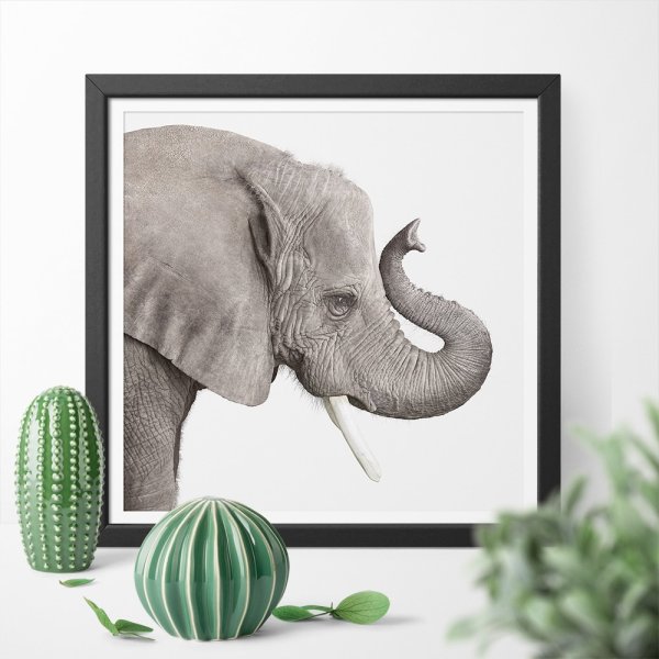 Картина слон черно белая