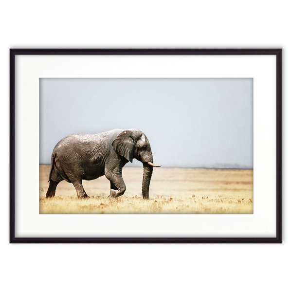 Картина слон черно белая