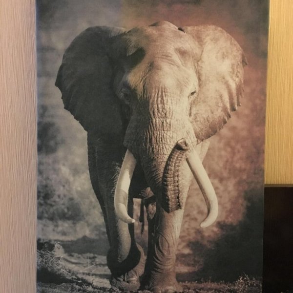 Живопись слон маслом