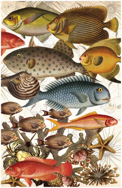 Морские рыбы плакат