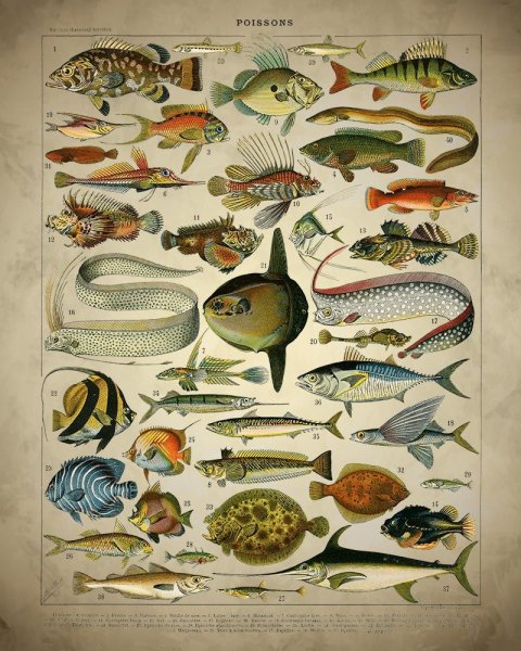 Постеры с рыбками