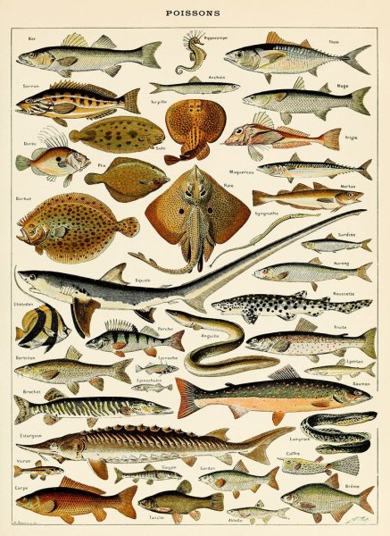 Постер рыбы