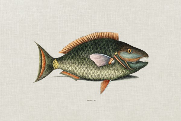 Постер рыбы 30 x 40 см