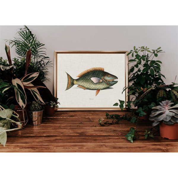 Виды рыб плакат