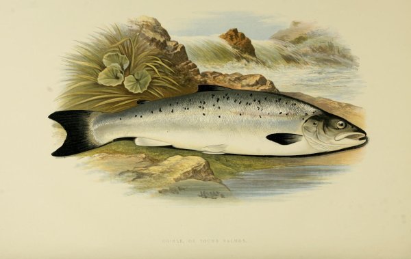 Постер рыбы