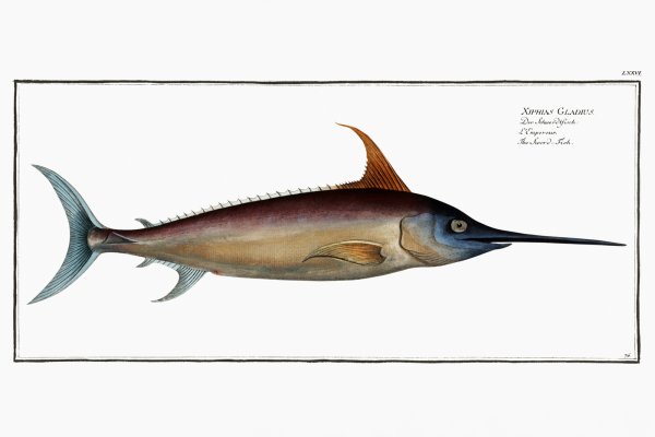 Постер рыбы