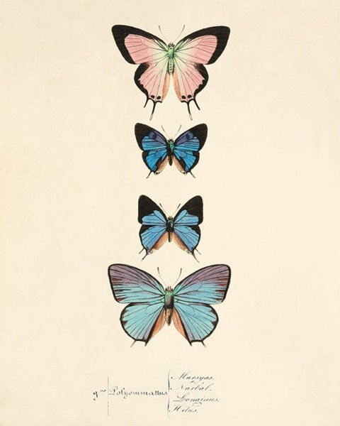 Постеры с изображением бабочек