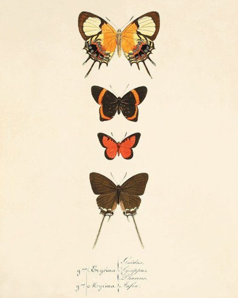 Старые постеры с бабочками
