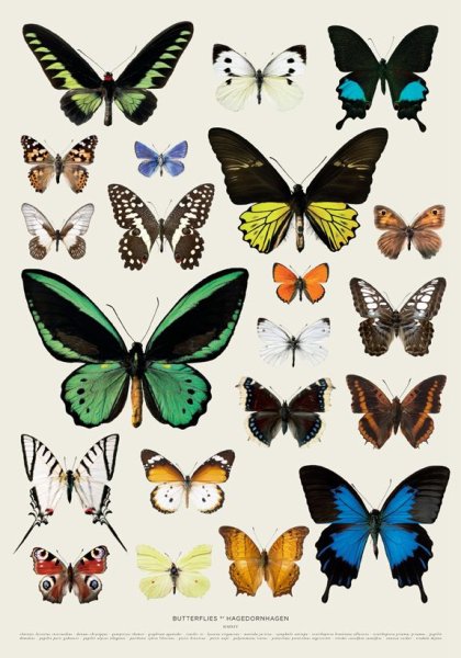 Разнообразие бабочек