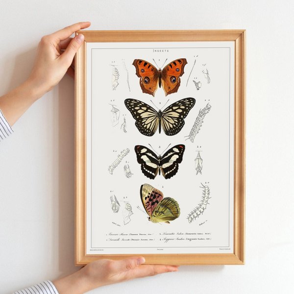 BYOBJECT Постер бабочки мира