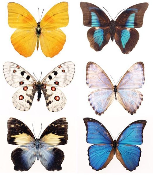 Плакат с бабочками