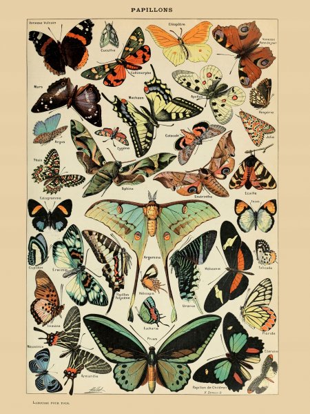 Плакат с бабочками