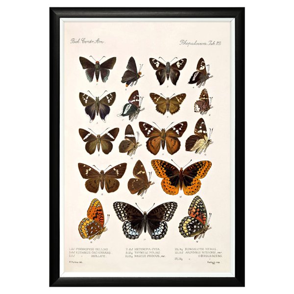 Винтажные плакаты бабочек