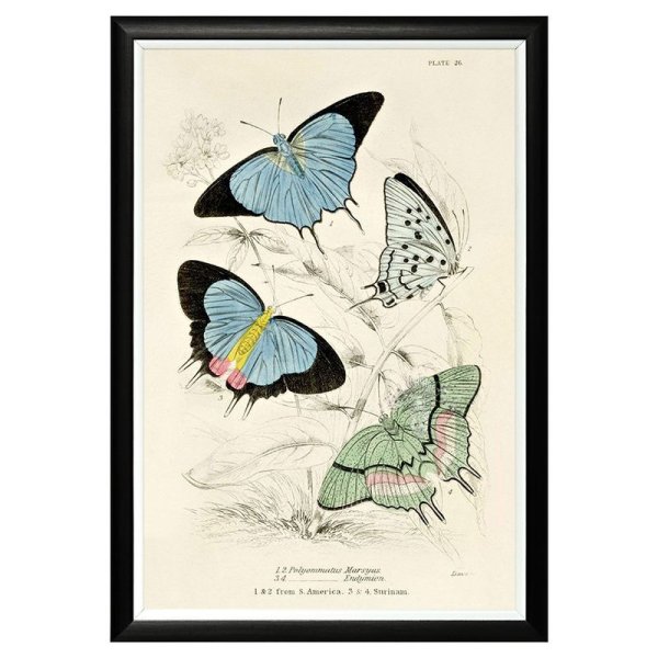 Постер бабочки черно белые