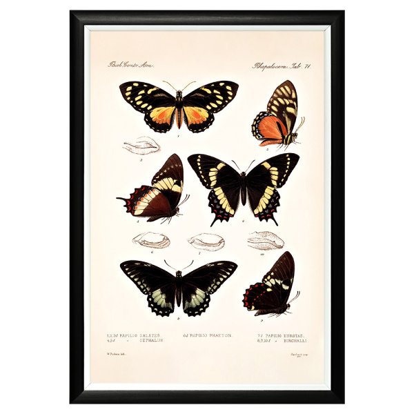 Постеры с бабочками для интерьера