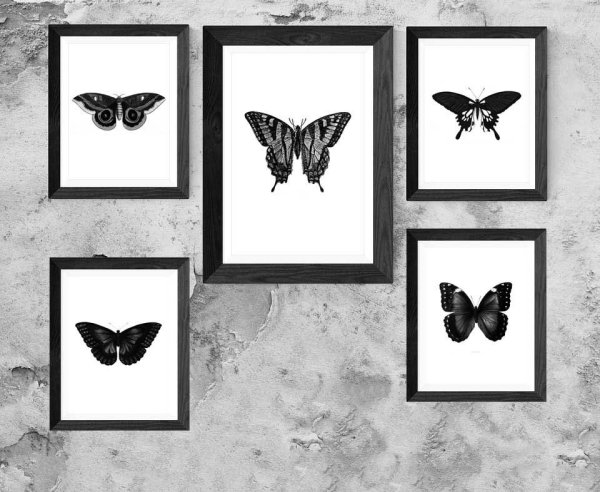 Ночная бабочка картина