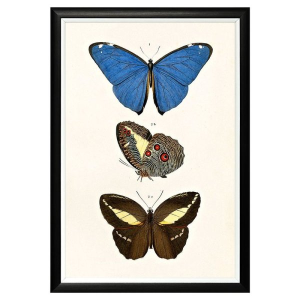 Butterfly плакат
