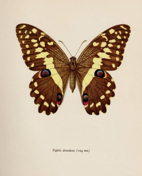 Винтажные плакаты бабочек