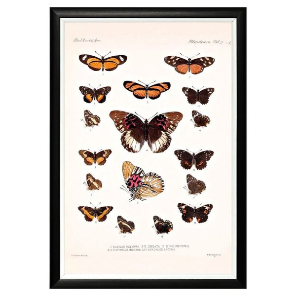 Постеры с бабочками для интерьера