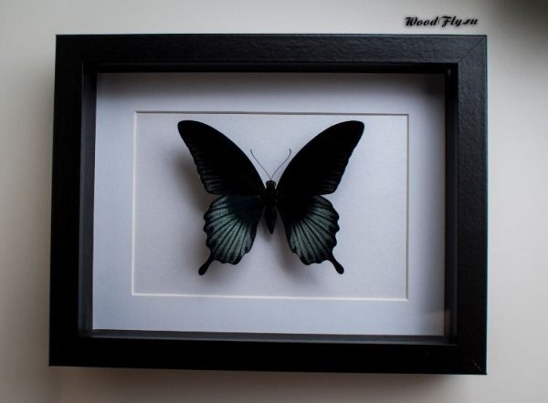 Мотылек Постер