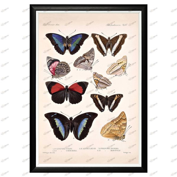 Насекомые бабочки на плакате