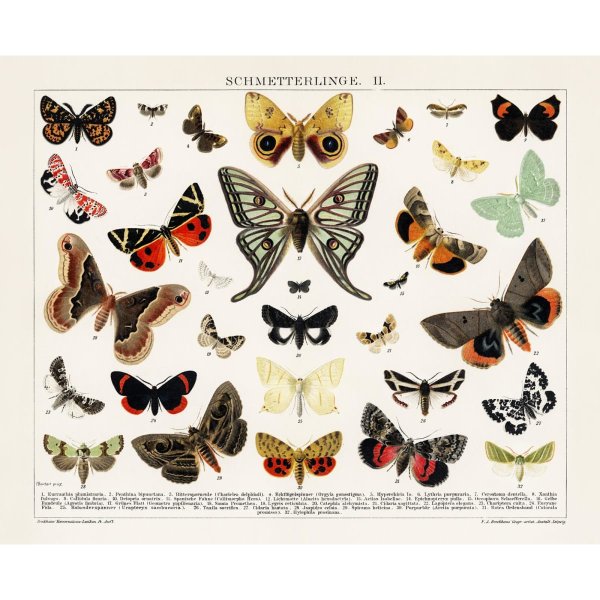 BYOBJECT Постер бабочки мира