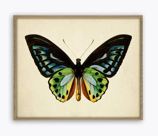 Постер бабочка на белом фоне