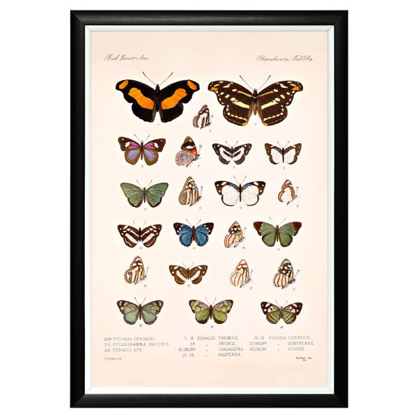 Эстетичные постеры с бабочками